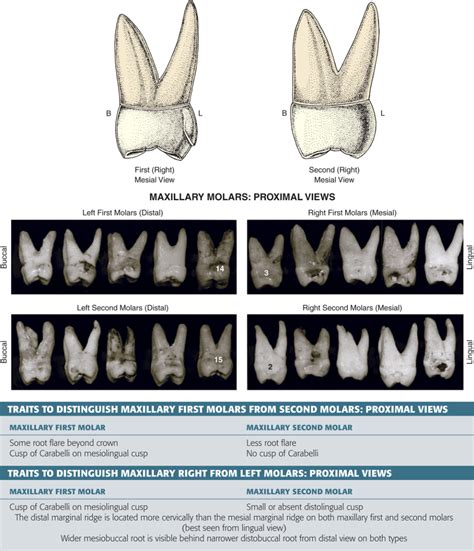 Type traits that differentiate maxillary second from first .